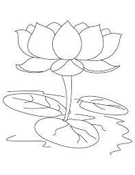 Tanaman ini tumbuh di atas air yang tenang seperti kolam, rawa atau sungai. Gambar Sketsa Bunga Teratai Tanaman Air Yang Indah Dan Menawan Worldofghibli Id