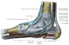 102 this cadaver study compared fds, fdp and differential excursion with original kleinert, the brook army, and tenodesis splint developed at mayo clinic. Flexor Hallucis Longus Muscle Wikipedia