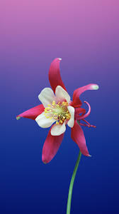 Ios 11 Flower Gradient Aquilegia 720x1280 Wallpaper Ios 11 Wallpaper Best Iphone Wallpapers Flower Wallpaper