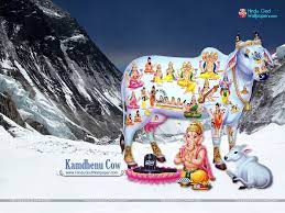 Time setting option is available. Kamdhenu Cow Hd Wallpapers For Desktop Free Download Cow Wallpaper Wallpaper Free Download Wallpaper