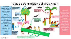 Nipah virus outbreaks in bangladesh. Virus Nipah Youtube