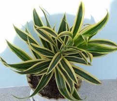 110>120 • composta a mano • imballo ecologico protettivo. Come Coltivare La Dracena Ecco Cosa Sapere Sul Tronchetto Della Felicita Lombarda Flor