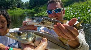 Bait at top is a mojarra; Stormwater System Can Support Snook Bass And More Says Sarasota Study News Press Mote Marine Laboratory Aquarium