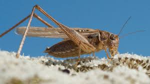 Wanzen oder auch stinkekäfer genannt besiedeln derzeit ungarn.eine richtige plage! Insekten Wanzen Im Haus So Wird Man Die Stinkekafer Wieder Los Sudwest Presse Online