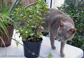 5 Common Houseplants That Are Toxic To Cats Lovely Greens