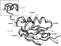 Transcribed image text from this question. Backbone Drawing Of Cu I Atx1 Black Apo Atx1 White And Atx1 In Download Scientific Diagram
