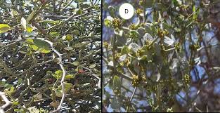 Image result for Erianthemum virescens