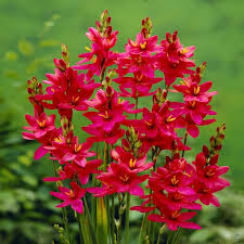 Klebschwertel Ixia Venus 20 Blumenzwiebeln Gunstig Online Kaufen Bestellen Sie Schnell Und Bequem Online Bulb Flowers Plants Flowers