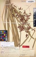 Image result for Cyperus pseudoleptocladus