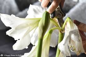 How To Get An Amaryllis To Flower Again Amaryllis Plant Amaryllis Care Bulb Flowers