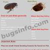 Antihistamines you take by mouth may also help with itching. two kinds of flea treatments Https Encrypted Tbn0 Gstatic Com Images Q Tbn And9gcrujrmuedcx Eisdtrtcoivjwbxcpoptn2dj4mk4c9zm4kdn5pd Usqp Cau