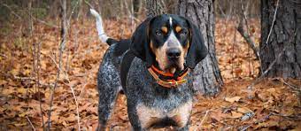 Calcium is essential in a puppy's diet. Bluetick Coonhound Puppies For Sale Greenfield Puppies