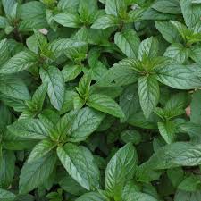 Planting peppermint isn't difficult, but there are a few things you need to know. Black Peppermint Plant Mentha X Piperita