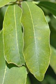 Image result for Inhambanella henriquesii