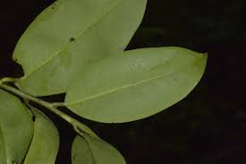 Image result for Pentaphylacaceae
