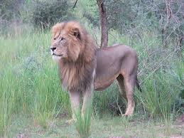 The congo lion or northeast congo lion (panthera leo azandica), also known as uganda lion, was proposed it's the size of a small country, straddling the equator in democratic republic of the congo. Congo Lion Panthera Leo Azandica Lion Panthera Panthera Leo