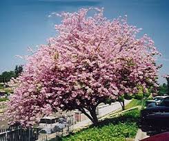 Orchid Tree Arvores Do Brasil Flores Lindas Flores Para Colorir