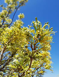 Image result for Turraea floribunda