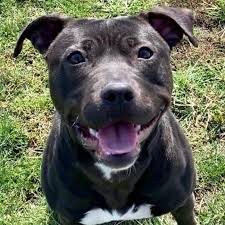 Our mission will reduce the unwanted pet overpopulation / unnecessary euthanasia and promote animal health and safety for the community. 4 Precious Paws Low Cost Spay Neuter Clinic And Rescue Home Facebook