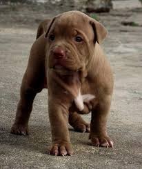 Baby Pitbull Black And Brown Pin By Nisha Mistry On Favourite Animals Pitbull Puppies Pit Puppies Cute Little Animals