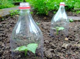 Pet Flaschen Als Pfiffige Helfer Im Garten Frankfurter Beete Garten Schadlinge Im Garten Pflanzen