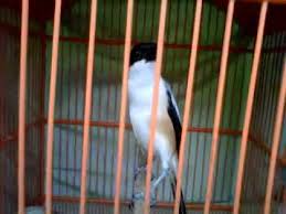 Vidio natali holsen 20detik : Cendet Jember Youtube