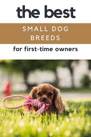 10 best small dog breeds for first time dog owners the pet doctor supply co dog breeds of all kinds best small dogs best small dog breeds family dogs breeds