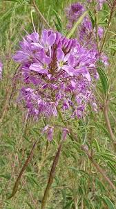 Image result for Cleome rubella