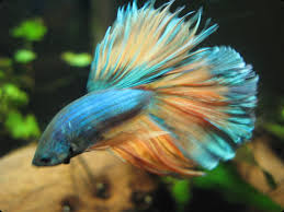 Fish Lore Aquarium Fish Forum Aquarium Fish Betta Fish Tank Betta