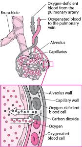 Exchanging Oxygen And Carbon Dioxide Lung And Airway Disorders Msd Manual Consumer Version