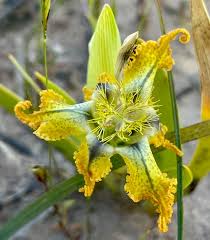 Image result for Ferraria glutinosa