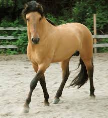 Buckskin Horse Trot Stallion Gelding Mare Horses Mustang Horse Beautiful Horses