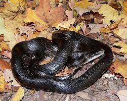 Western Rat Snake Wikipedia The Free Encyclopedia Rat Snake Black Rat Snake