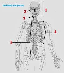 Maybe you would like to learn more about one of these? Bagaimana Cara Kerja Sistem Rangka Manusia Coretan Bintang Naisya Www Sridianti Com