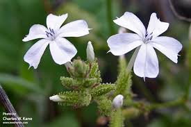 Image result for Plumbago zeylanica