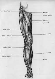 However, many of the leg muscles share functions with other leg muscles. Leg Front Muscle Chart By Badfish81 On Deviantart