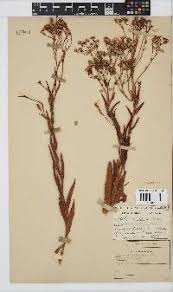 Image result for Senecio latifolius