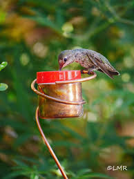 Replacement petals for the dr. Flower Pot Stake Hummingbird Feeder Copper Hummingbird By Nancy Biggins