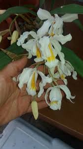 Celogine Cristtata Floreo En 6 Agosto 2016 Orchids Plants Bonsai