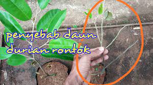 Bibit tanaman kiriman daun rontok semua belum tentu akan mati. Penyebab Daun Durian Rontok Youtube