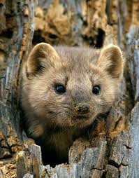Pine Marten Sooo Cute Animals Cute Animals Animals Beautiful