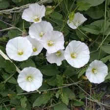 Image result for Xenostegia tridentata