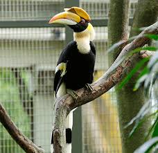 1 tiket saja untuk 35 wahana menarik. Taman Burung Jurong Singapura Tripcarte Asia