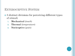 Ppt Mechanisms Of Perception Hearing Touch Smell Taste Attention Powerpoint Presentation Id 2499051