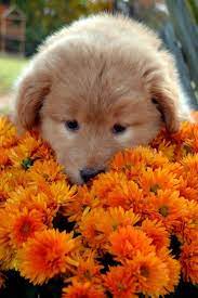 Maybe you would like to learn more about one of these? Puppy Flower Power Puppy Flowers Animals Animals Beautiful