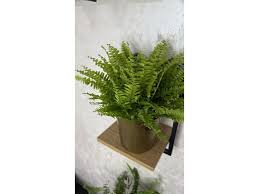 Image result for ledviník