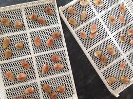Ci vogliono dalle sei alle appendili in un luogo caldo e asciutto, meglio se in casa. A Cosa Serve L Essiccatore A Tante Cose Ecco Quelle Che Ci Faccio Io