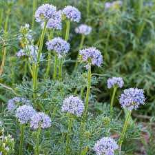 Image result for Commelina capitata