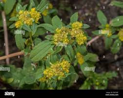 Image result for Flaveria trinervia