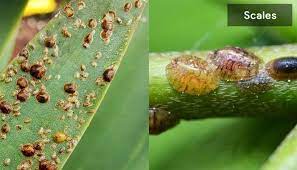 You may also see evidence of mealybugs and scales that leave a sticky substance on the plant's leaves; How To Get Rid Of Bugs In Houseplants Soil
